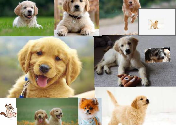 PUPPIES IN THE PAST 1