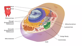 cell organelles and structures