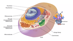 cell organelles and structures