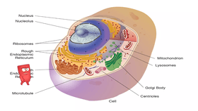 cell organelles and structures