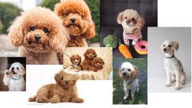 my pics of a poodle>3!!!!!