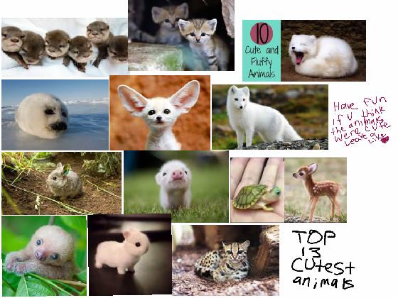 the cute animals