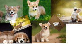 my corgi pics>3!!!!!