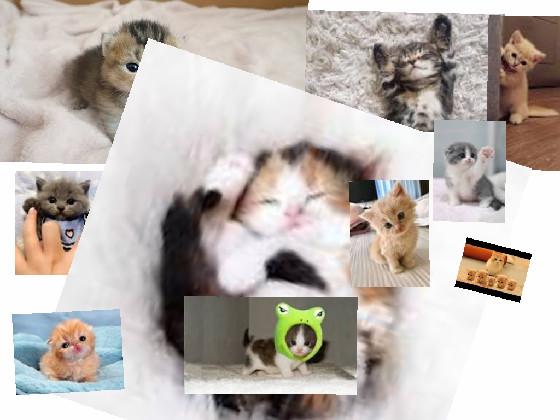 cute cats 1 - copy 1 1