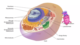 cell organelles and structures