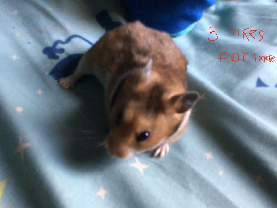 My hamster