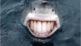 smiling shark :)