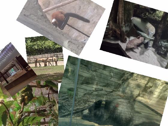 pics of zoo animals 