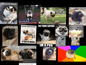 Pug Meumes