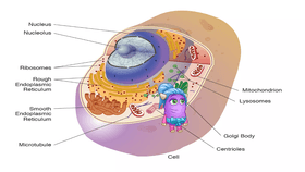 Cell organelles and structures