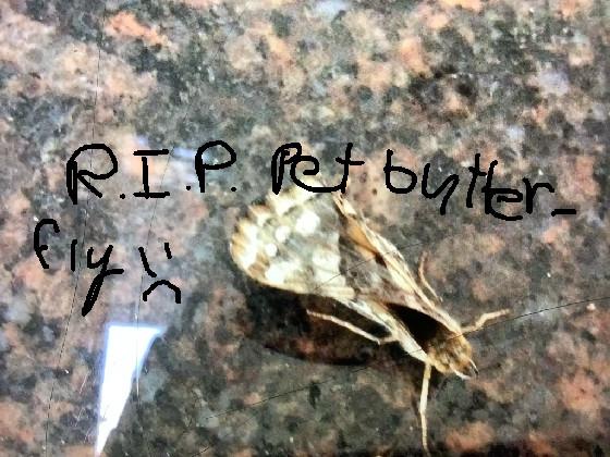 R.I.P. pet butterfly :(