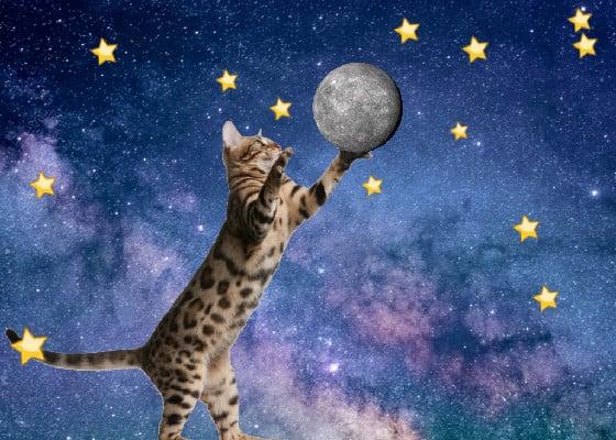 KITTY IN SPACEE