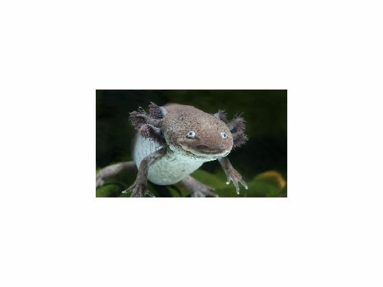 axolotls are the best