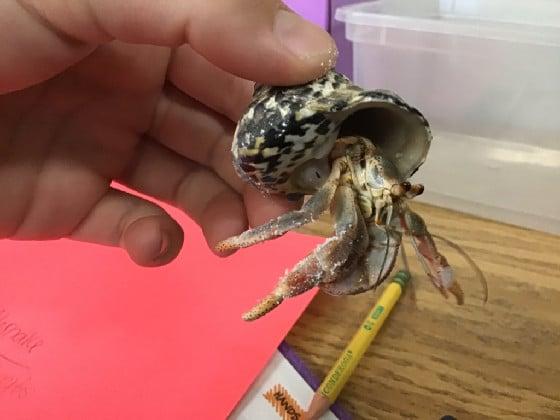 hermit crab