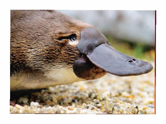 platypus 