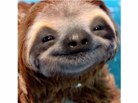 Talk to a sloth!