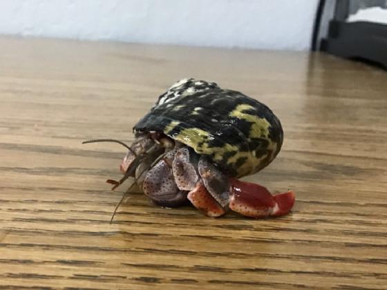 hermit crab