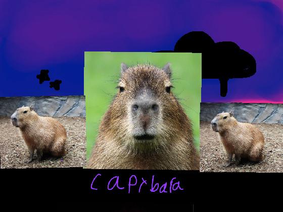 CAPYBARA 