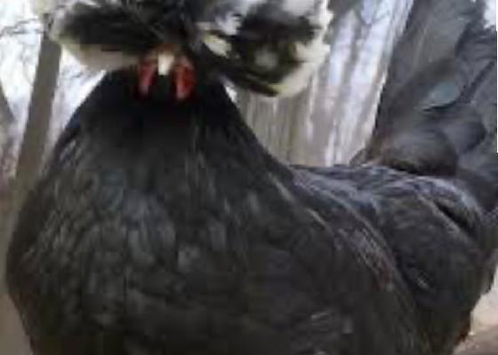 Puffy Chicken Mayhem