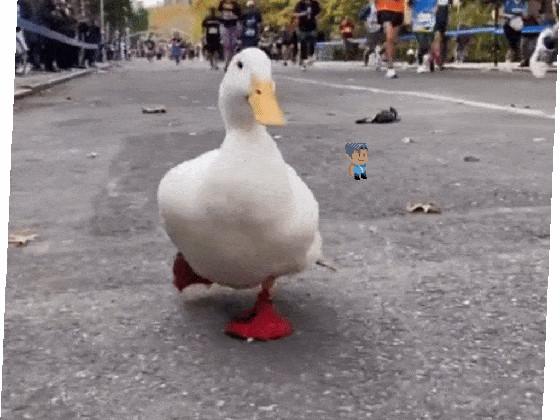 ducks