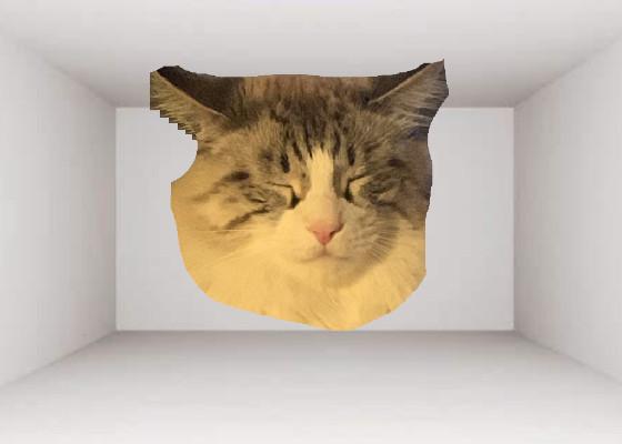 3D Cat 1