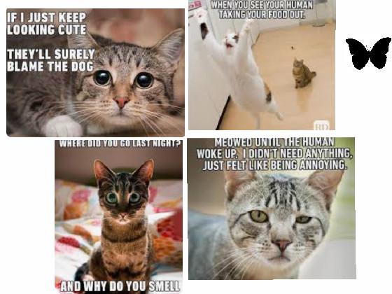 funny cat memes