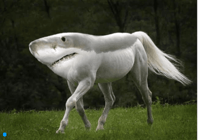 Pony shark glitch 1 1
