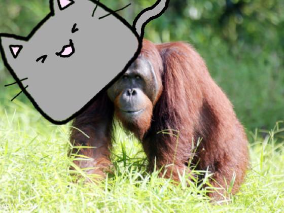 Orangutan cat🦍🐈‍⬛