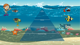 Ocean Ecological Pyramid