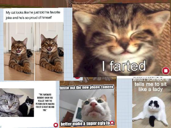 cat memes