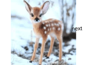 Cute animal slideshow