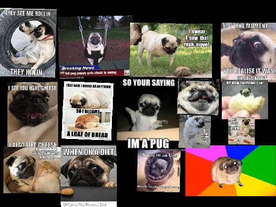 Pug memes funny 1