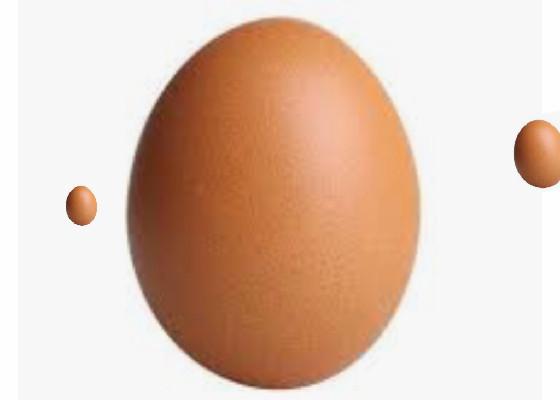 egg