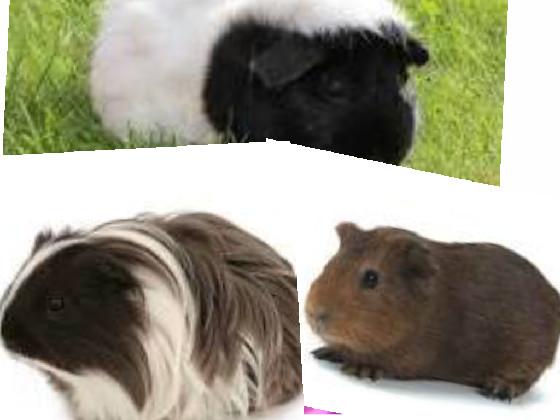 meet my Guinea pigs 