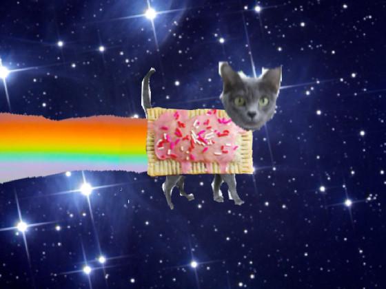 Real nyan cat 1