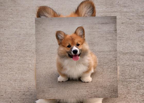 cute corgi quiz 😍😍 1