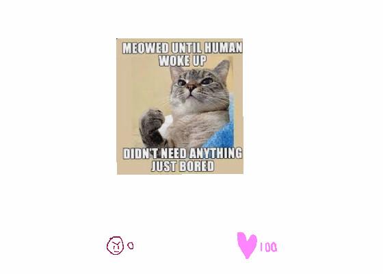 cat meme lol😂😂😂😂