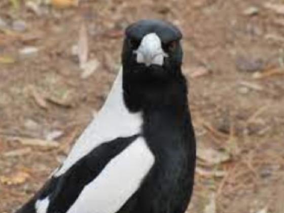 It’s Roger the Magpie!