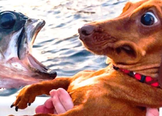 Dog vs fish