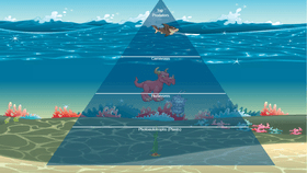 Ocean Ecological Pyramid