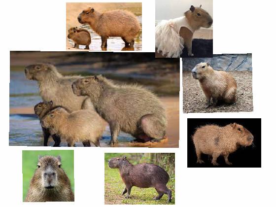 Capybara