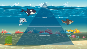 Ocean Ecological Pyramid