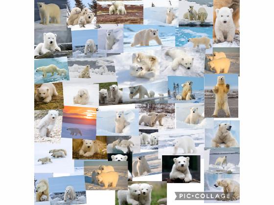 I love polar bears!