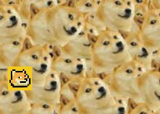 Doge Land…