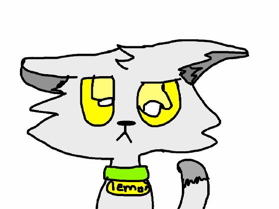 lemon the cat