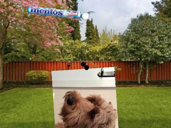 mentos in dog