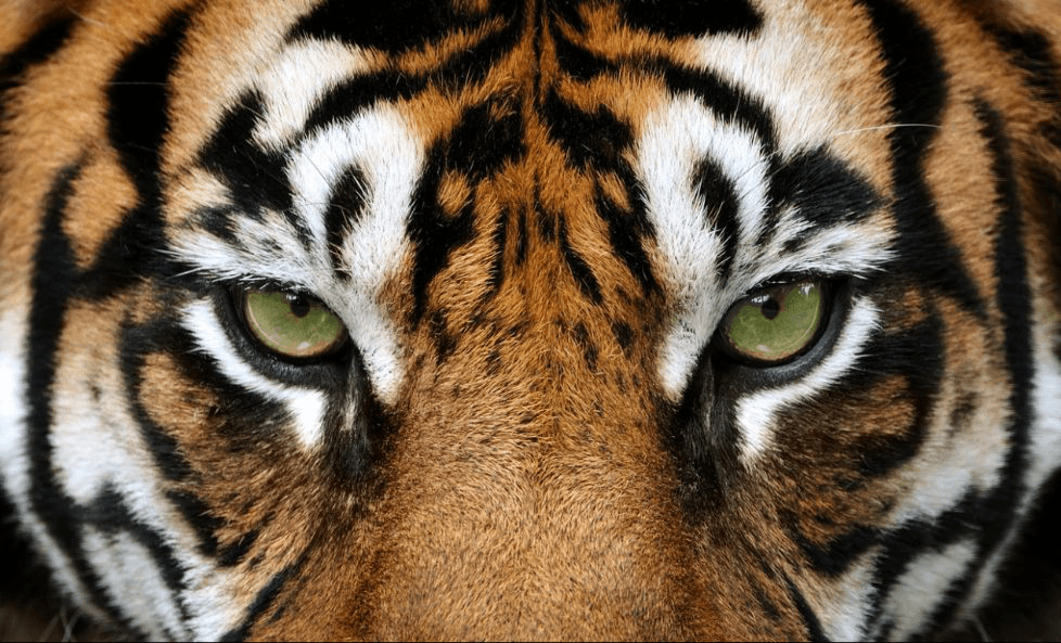 Eye of the Tiger