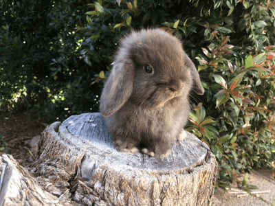 Oreo the Bunny 1