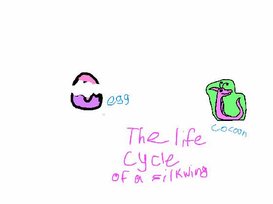 life cycle of a silkwing