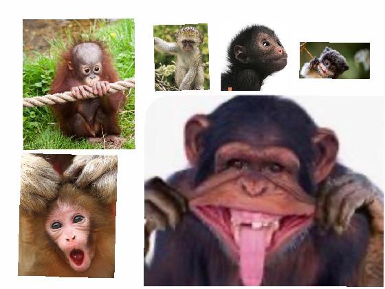 relly funny monkeys